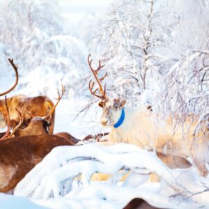 Reindeer Visit